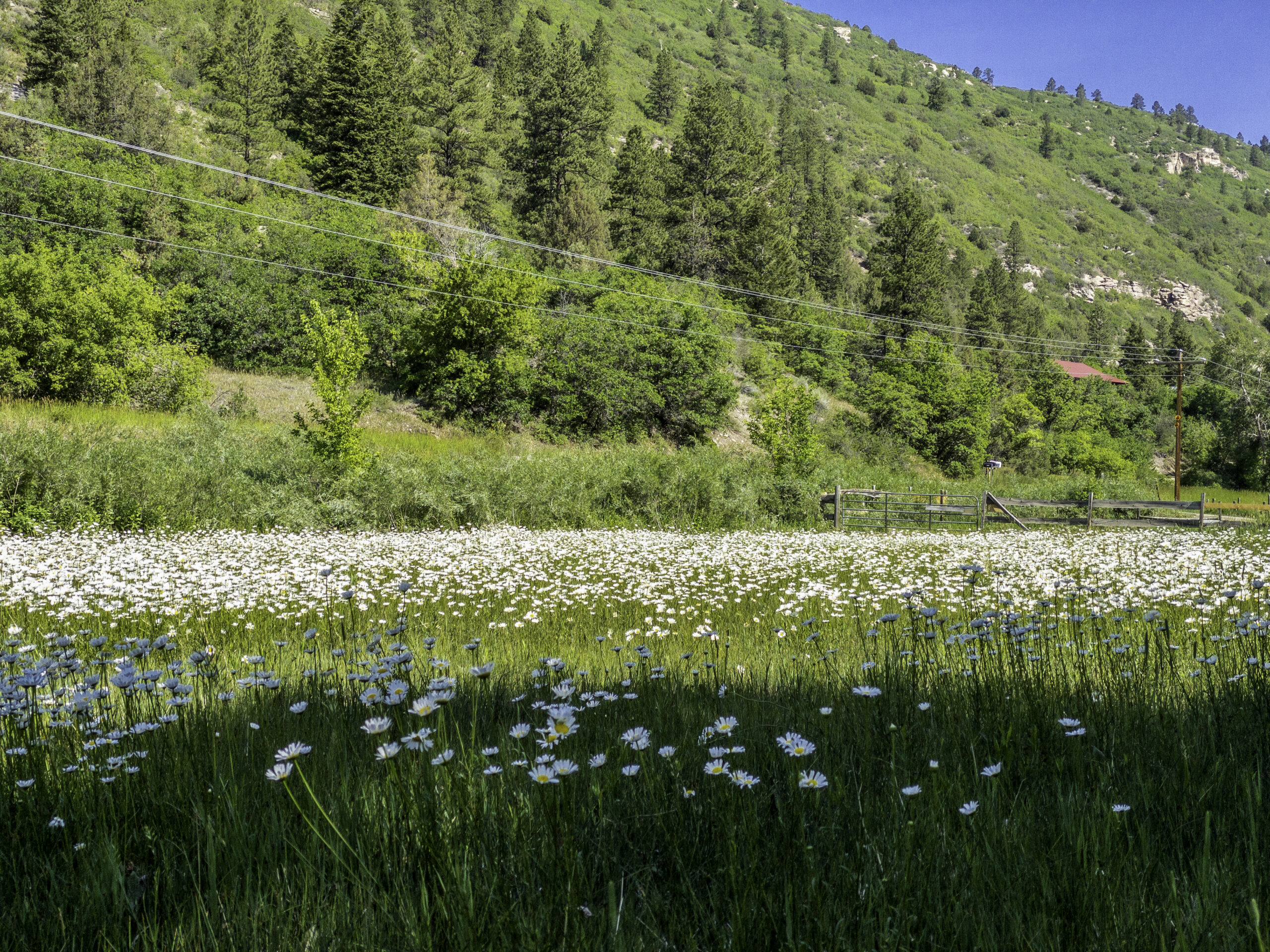 accommodations in the Dolores river valley, daises in our field